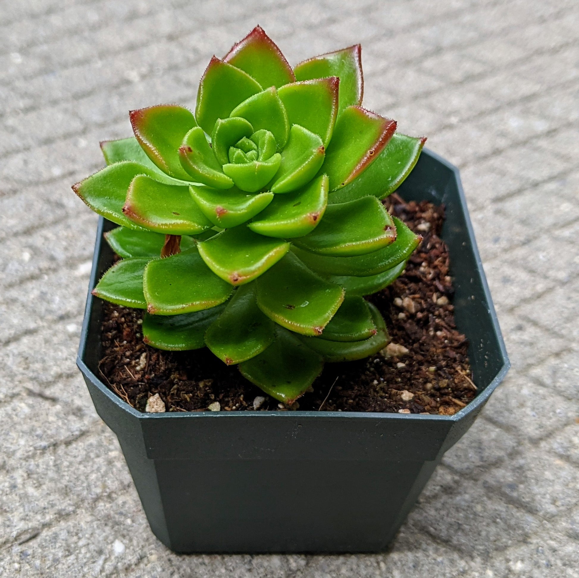 Close-up of Sedeveria ‘Letizia’ showing its glossy green leaves with red edges.