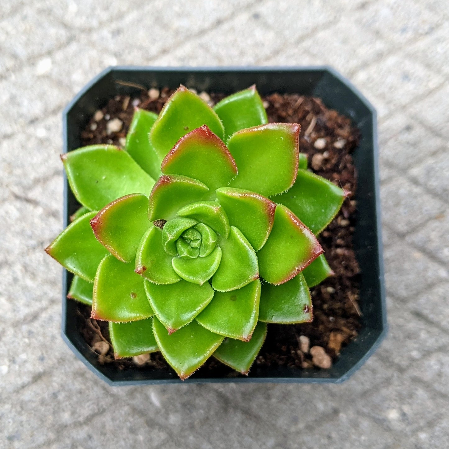 Close-up top view of Sedeveria ‘Letizia’ showing its glossy green leaves with red edges.