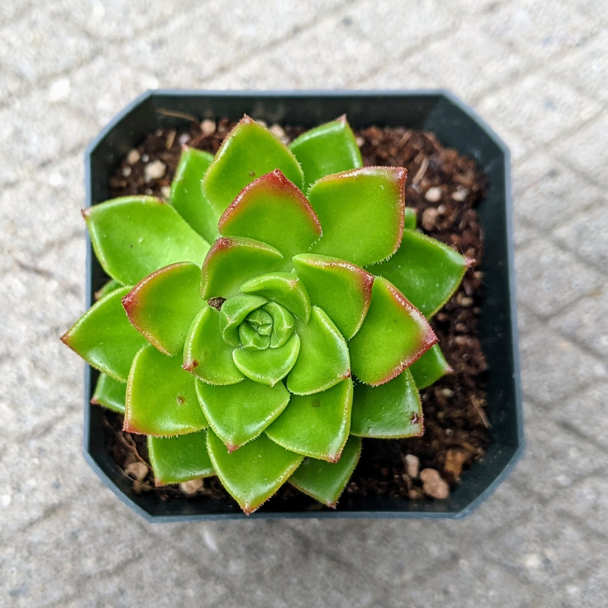 Close-up top view of Sedeveria ‘Letizia’ showing its glossy green leaves with red edges.