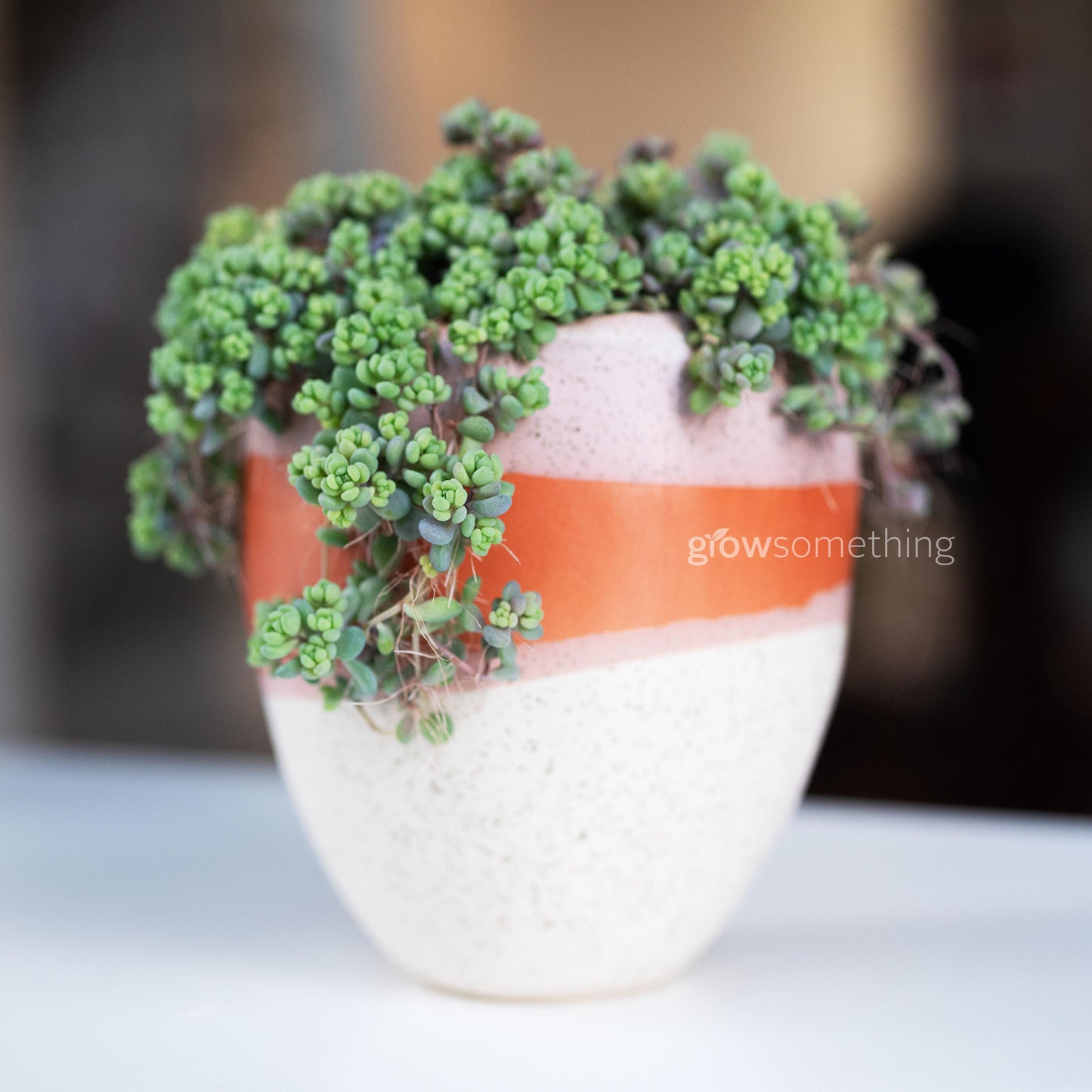 Dasyphyllum 'Minor' Arrangement