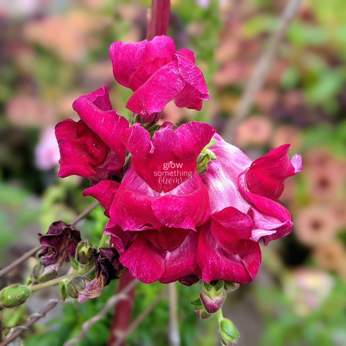 Snapdragon Potomac - Antirrhinum Majus Seed