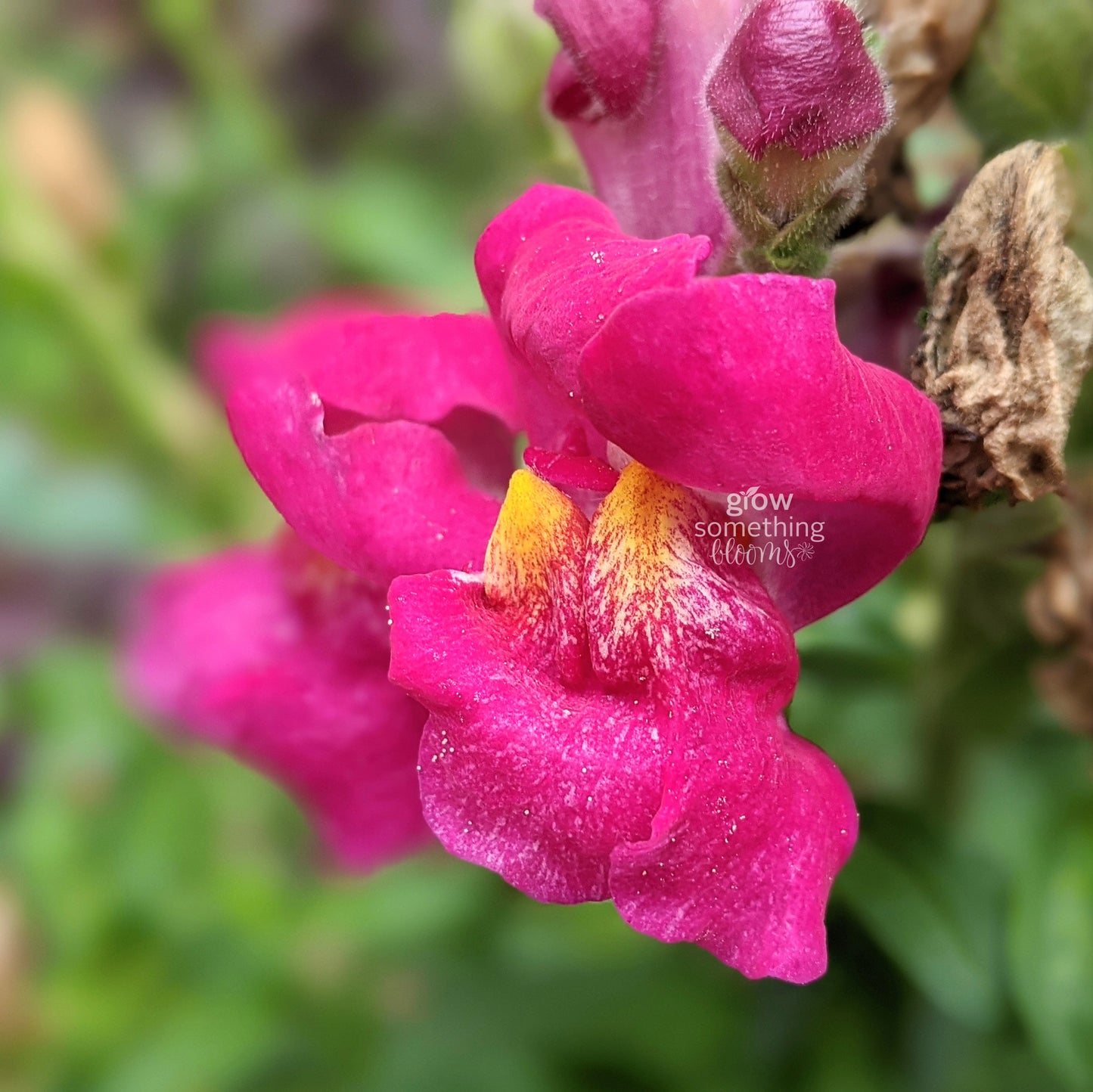 Snapdragon Potomac - Antirrhinum Majus Seed