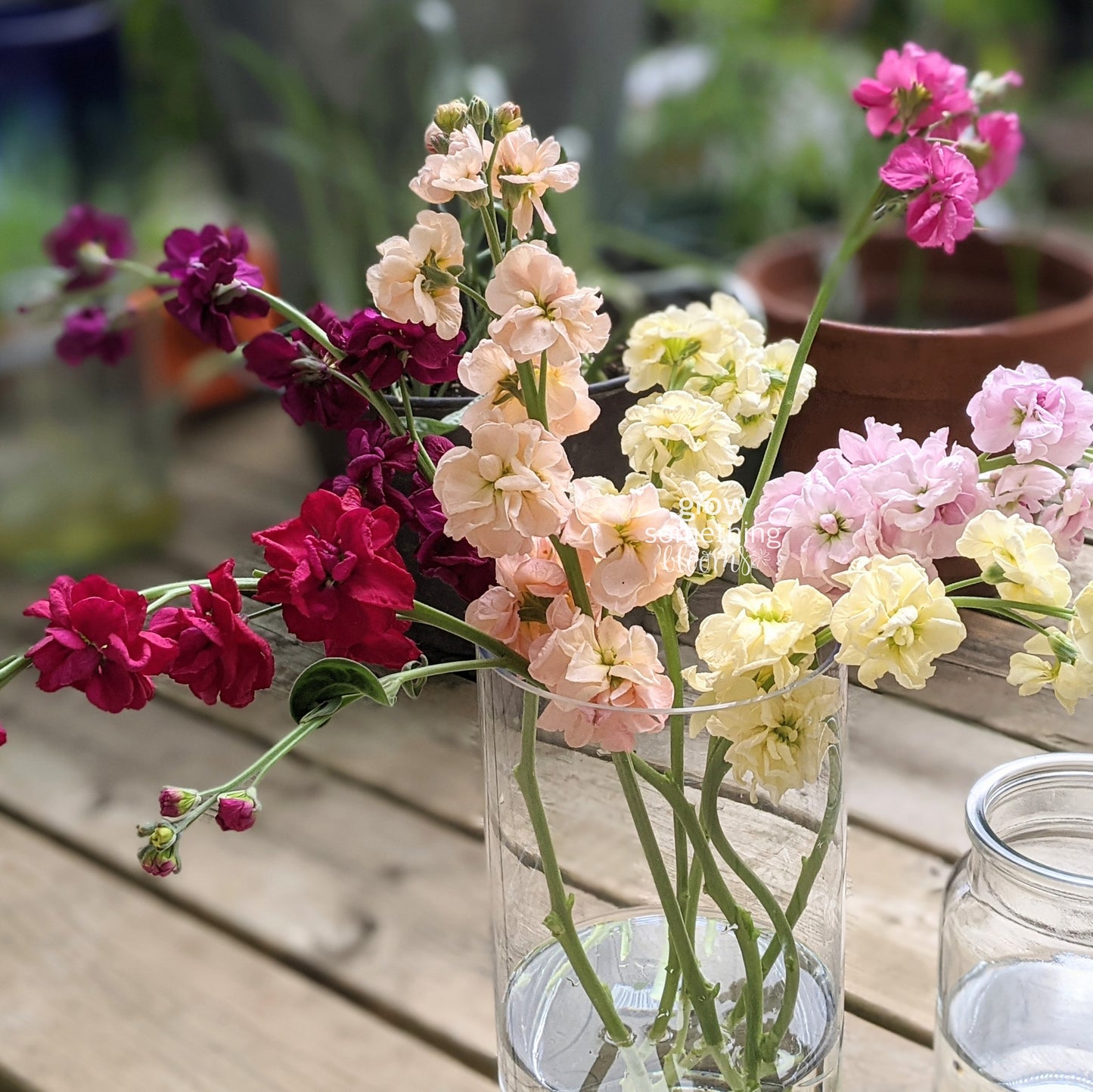 Matthiola Incana aka Stocks