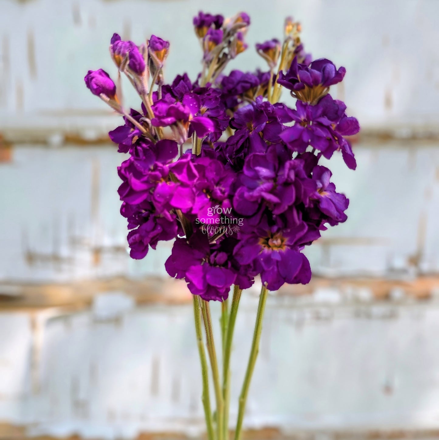 Matthiola Incana aka Stocks