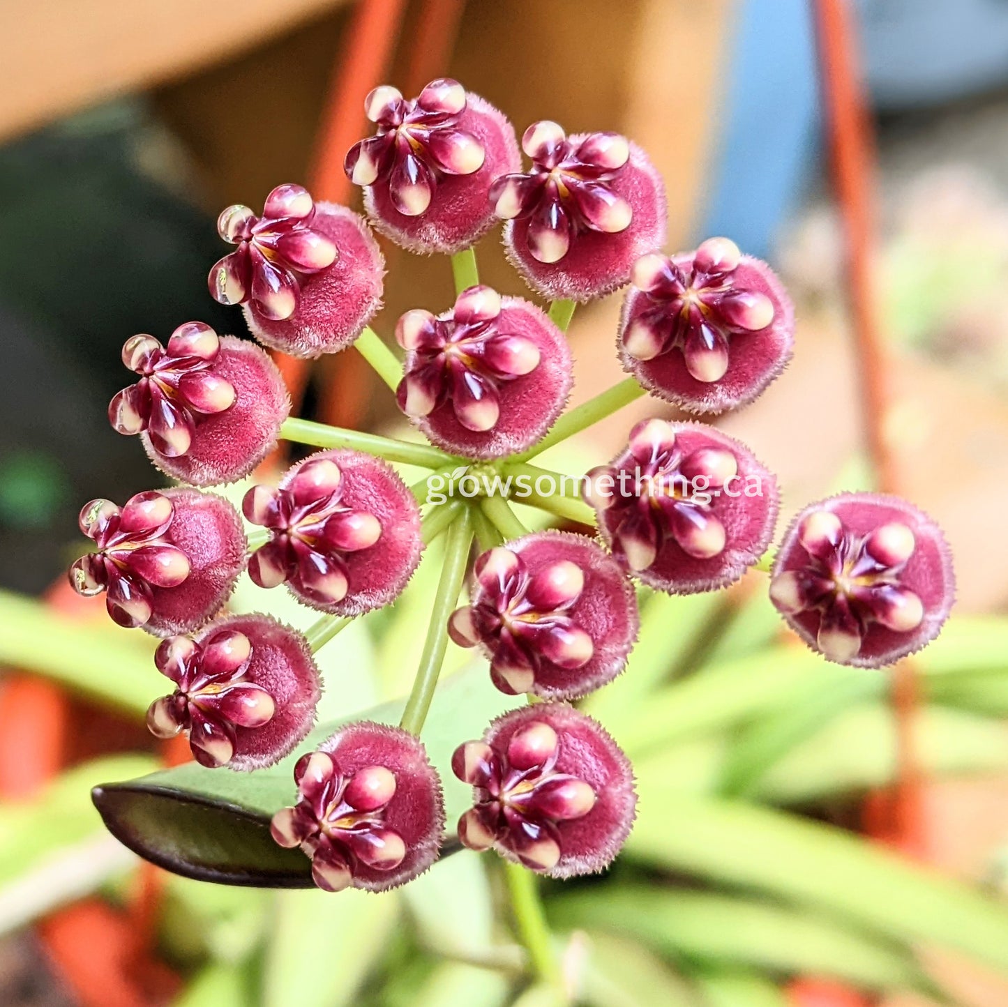 Hoya Wayetii