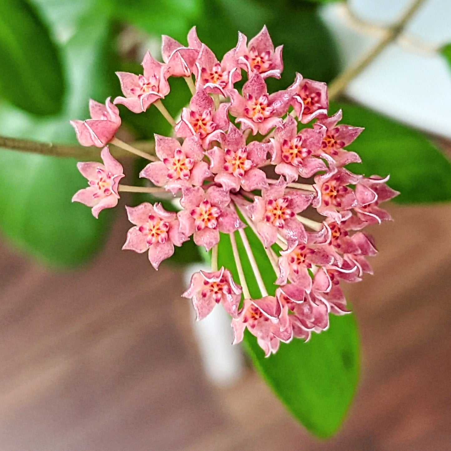 Hoya Camphoriflolia