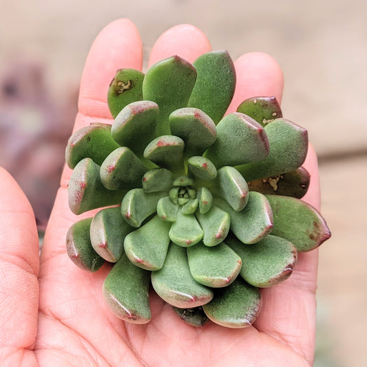 Graptoveria 'Bashful'