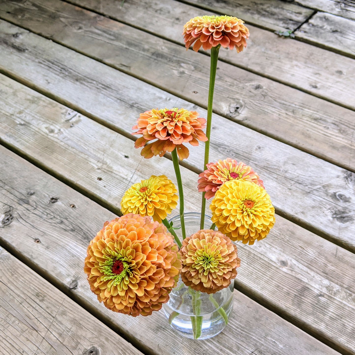 Zinnia