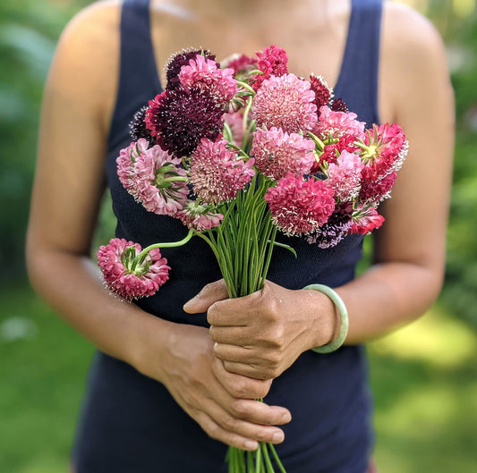 Scabiosa Pincushion Flowers