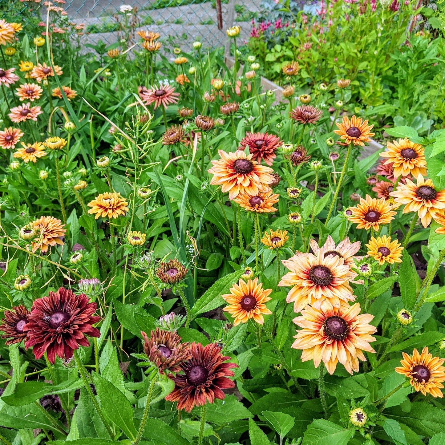 Rudbeckia Sahara