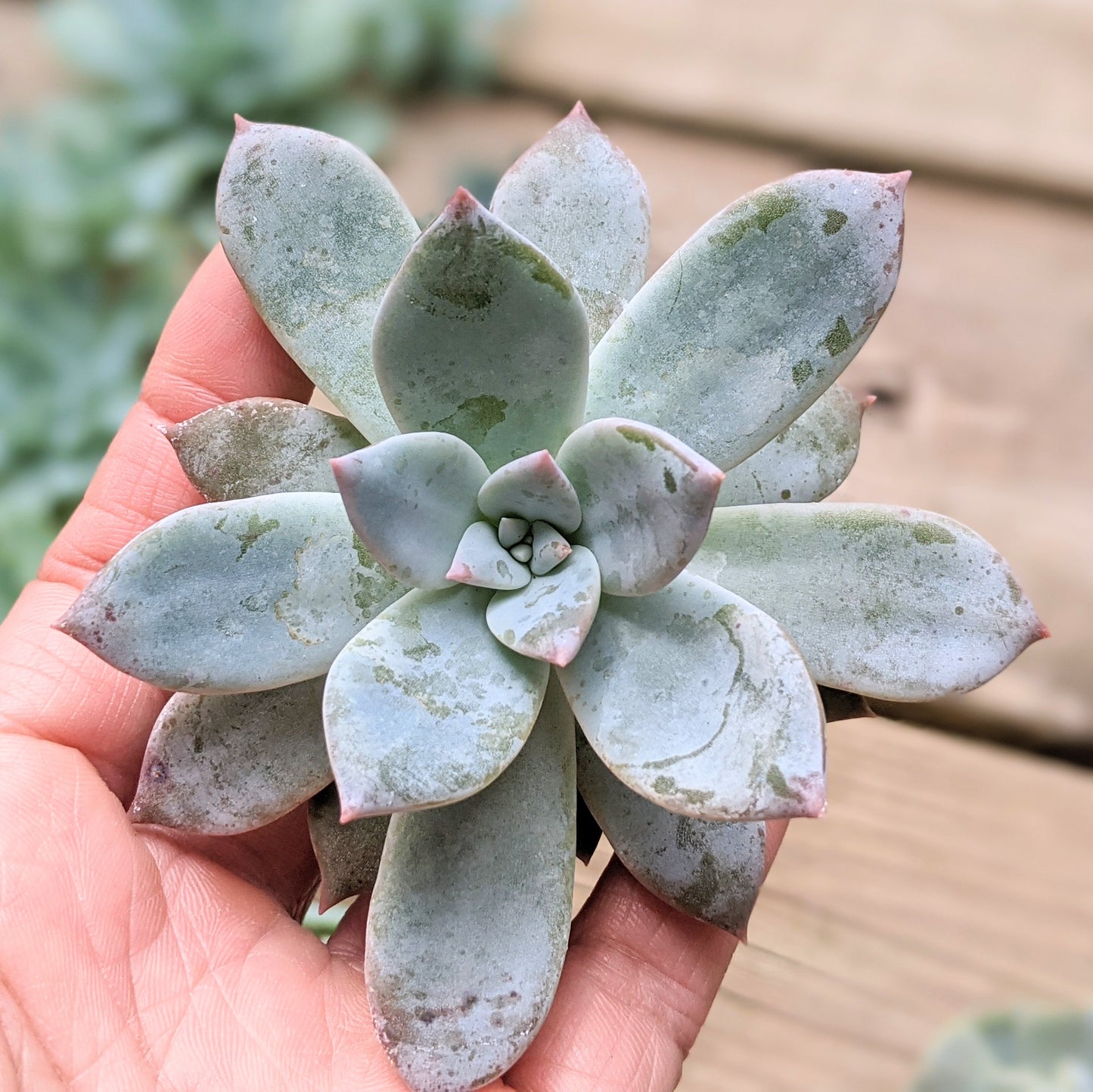 Echeveria Baek Ryun