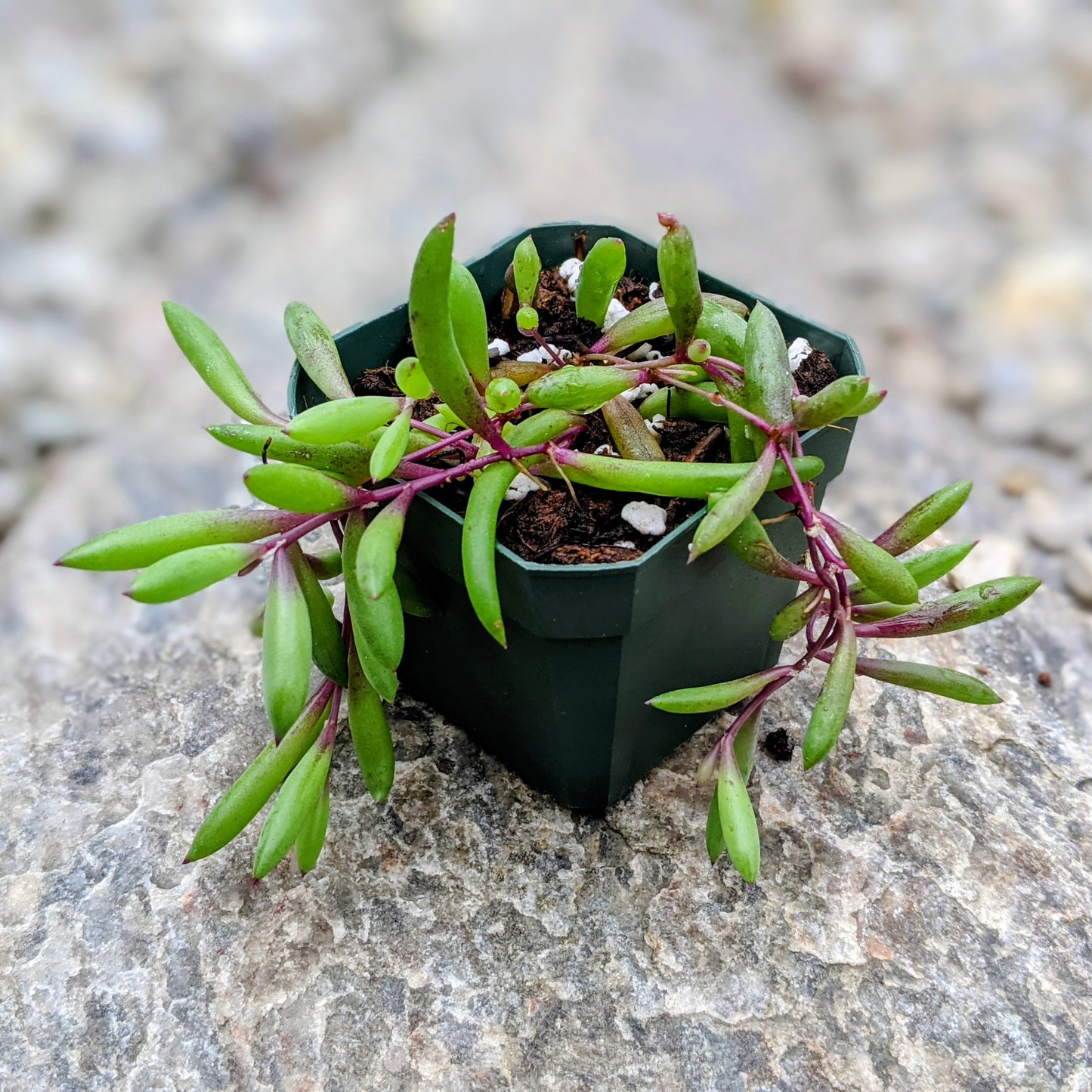 Othonna Capensis ‘Ruby Necklace’