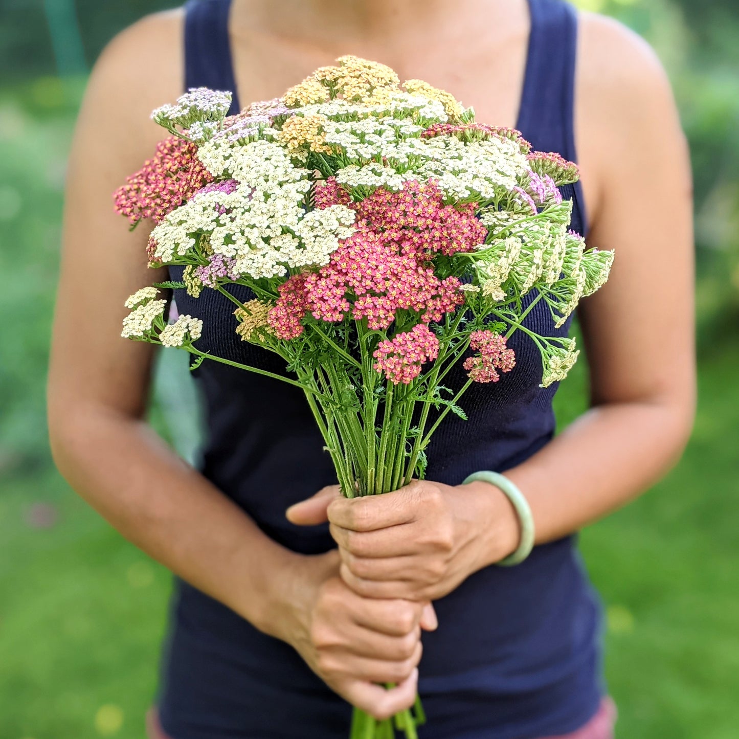 Yarrow (Pastel Colours)