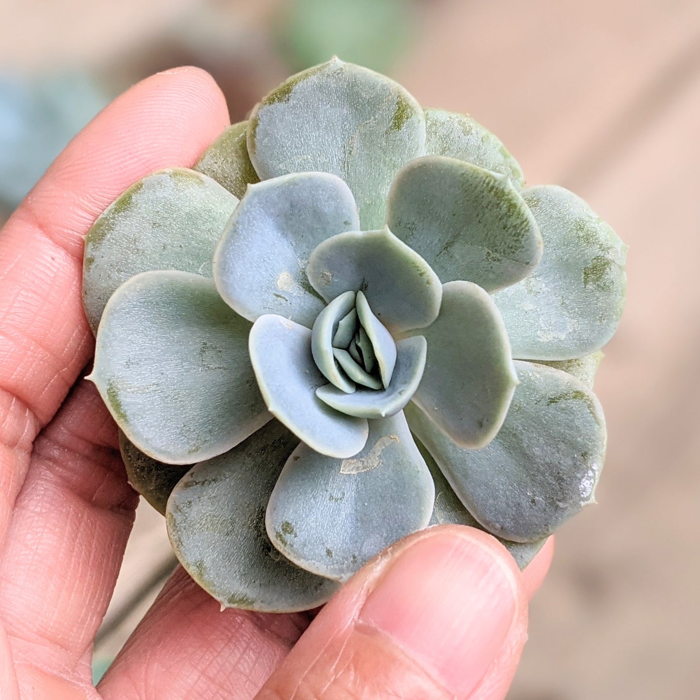 Echeveria Blue Surprise