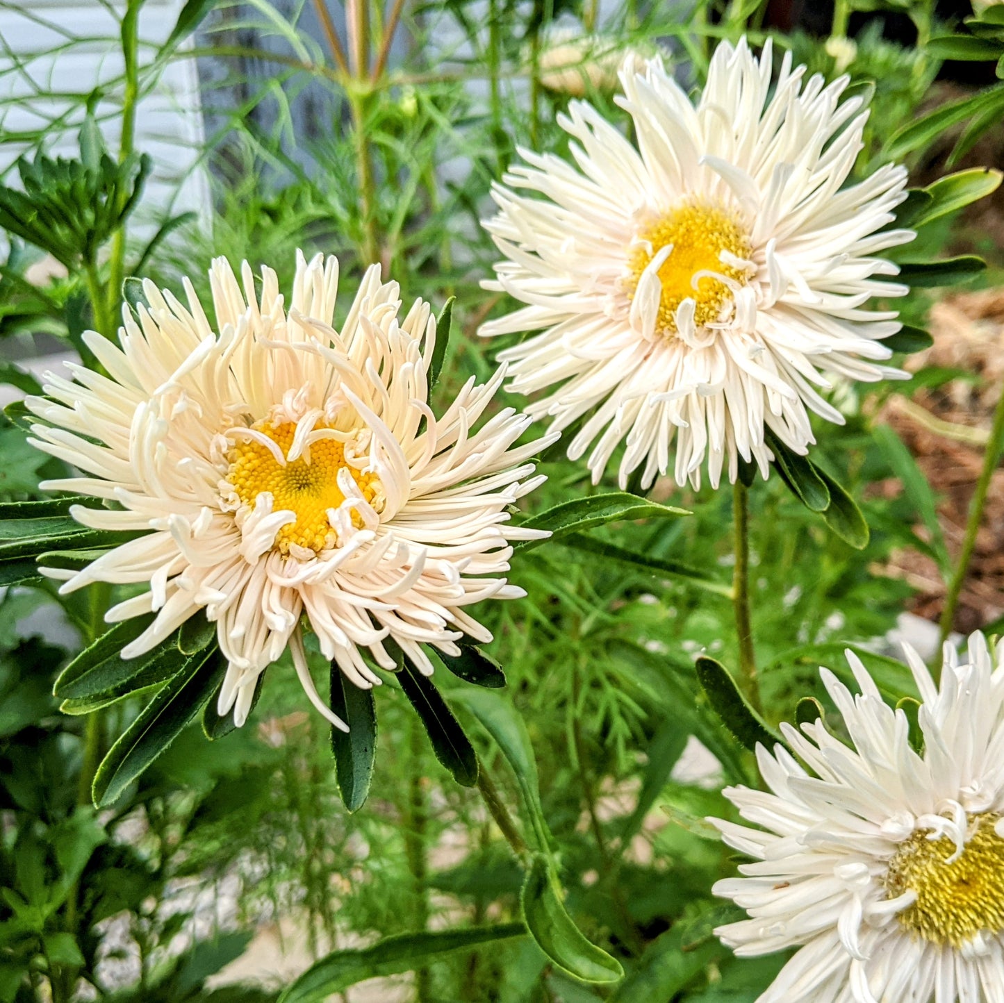 King Size Aster