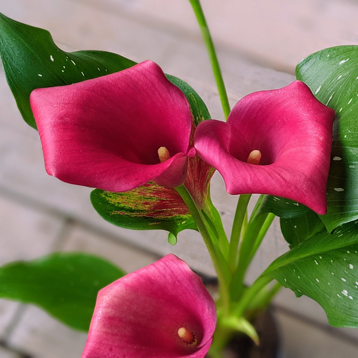 Raspberry Pink Calla Lily Bunches