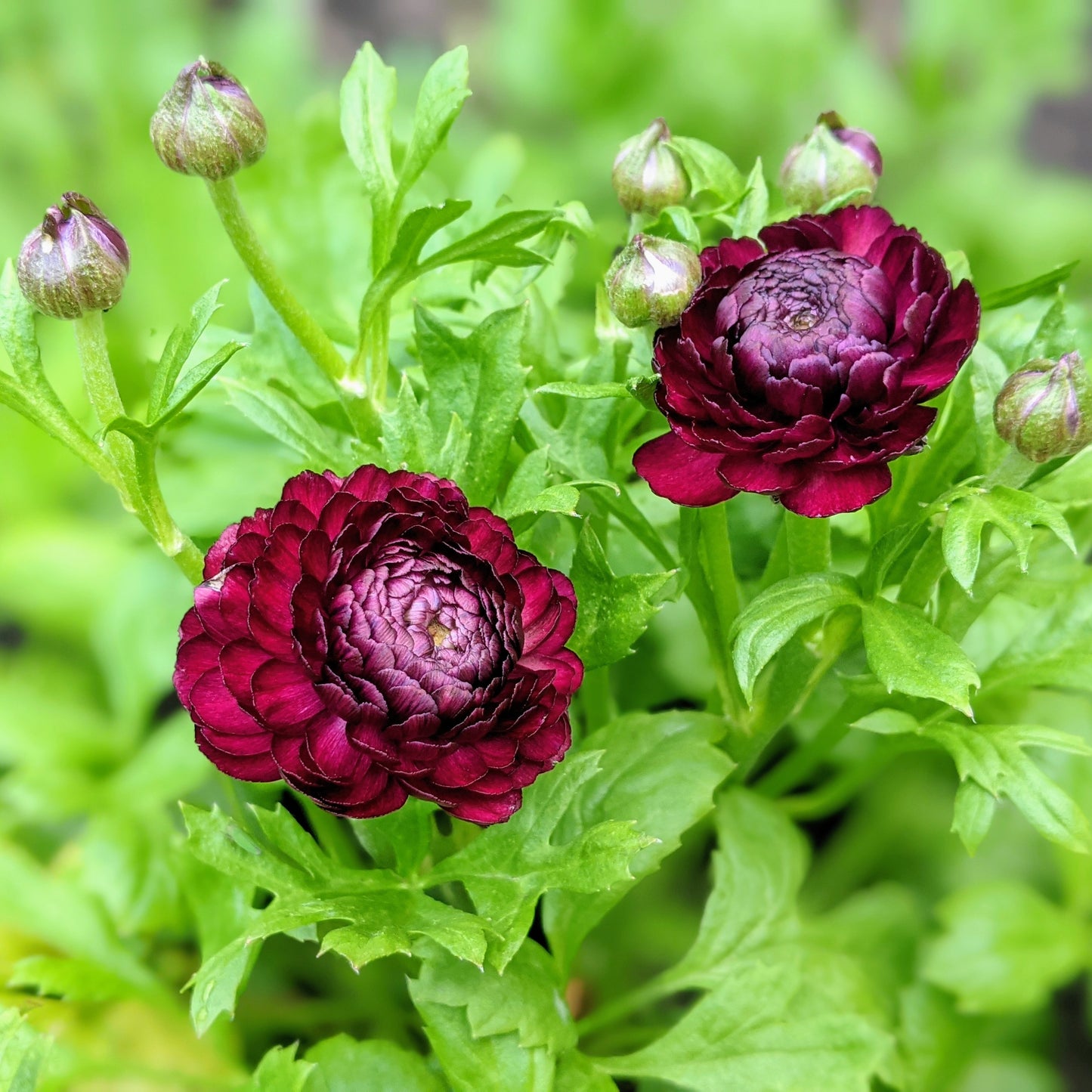 Ranunculus