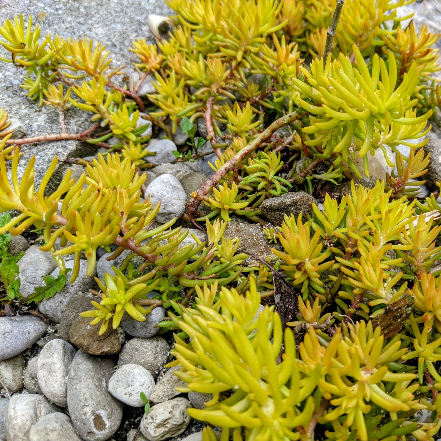 Sedum Rupestre 'Angelina'