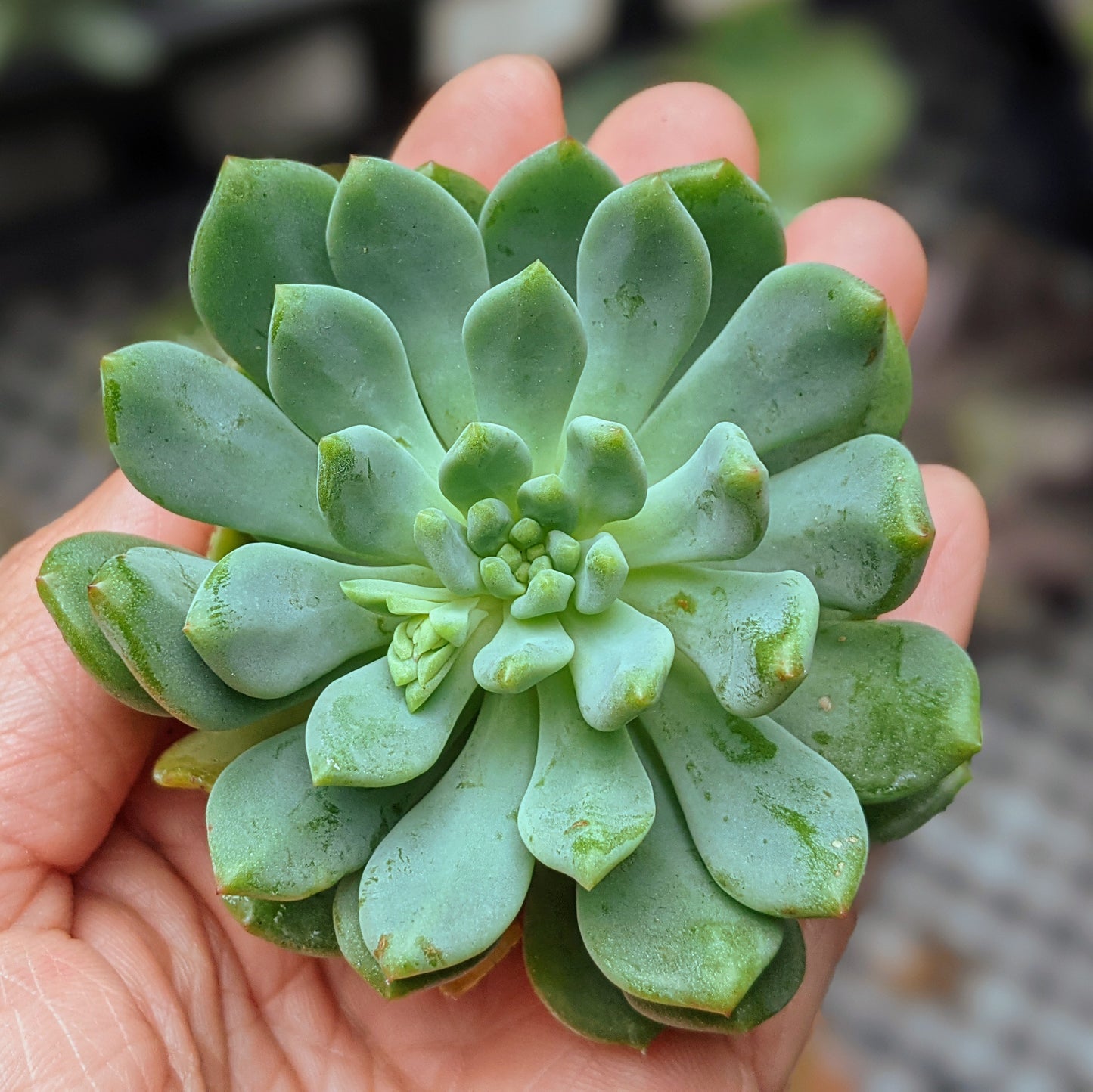 Sedeveria Hybrid Blue Elf
