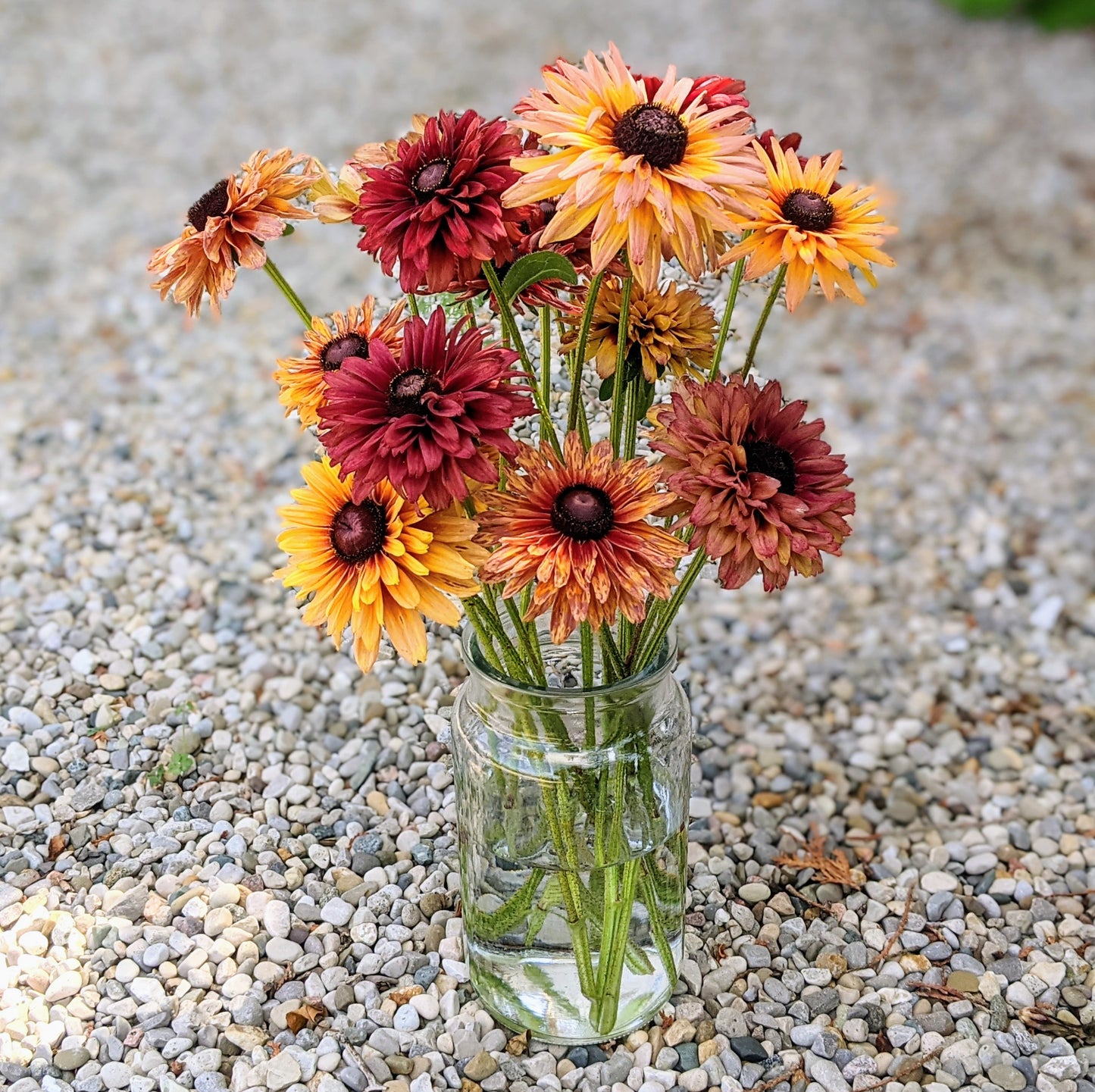 Rudbeckia Sahara