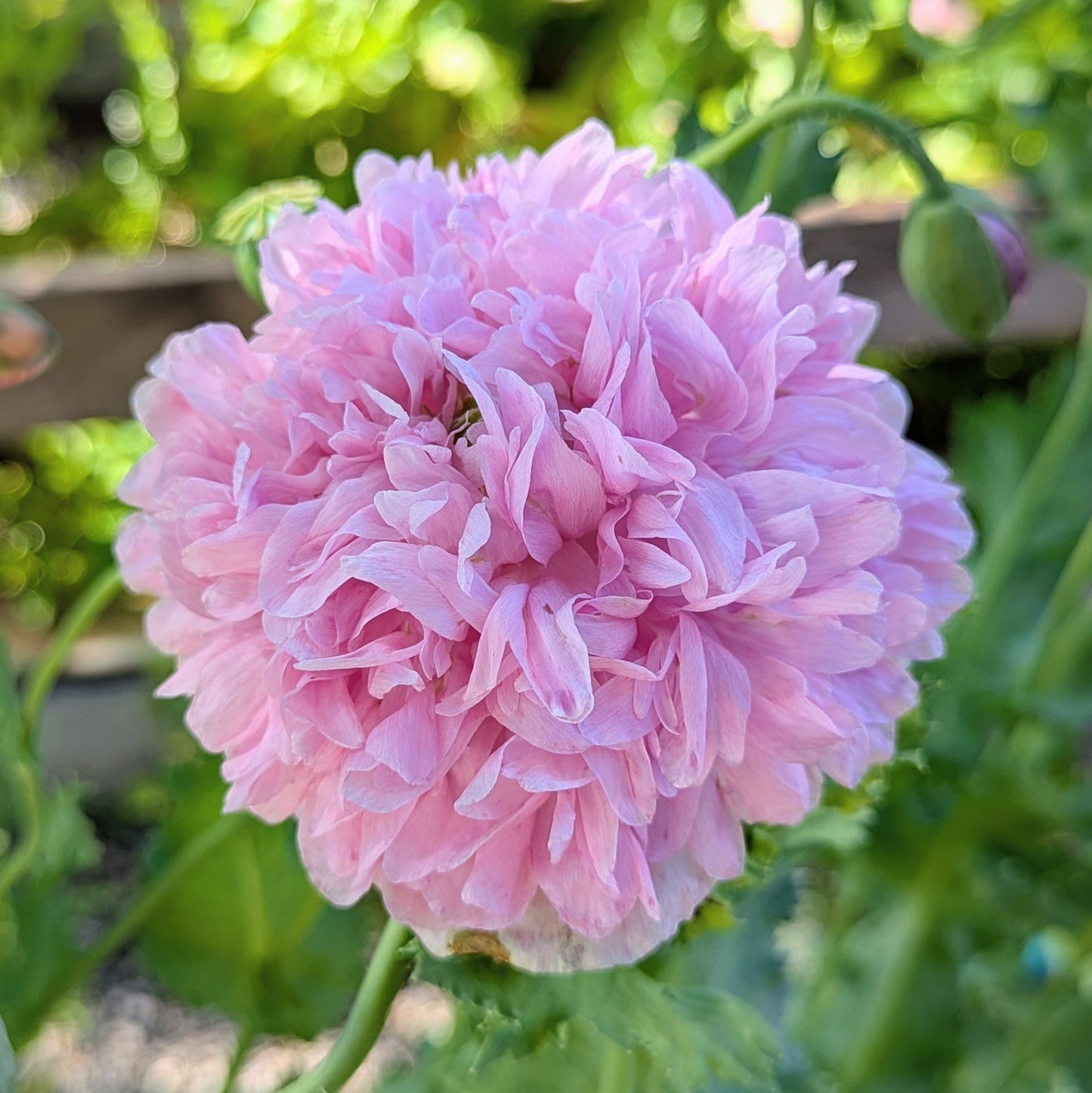 Poppy 'Lavender Peony'