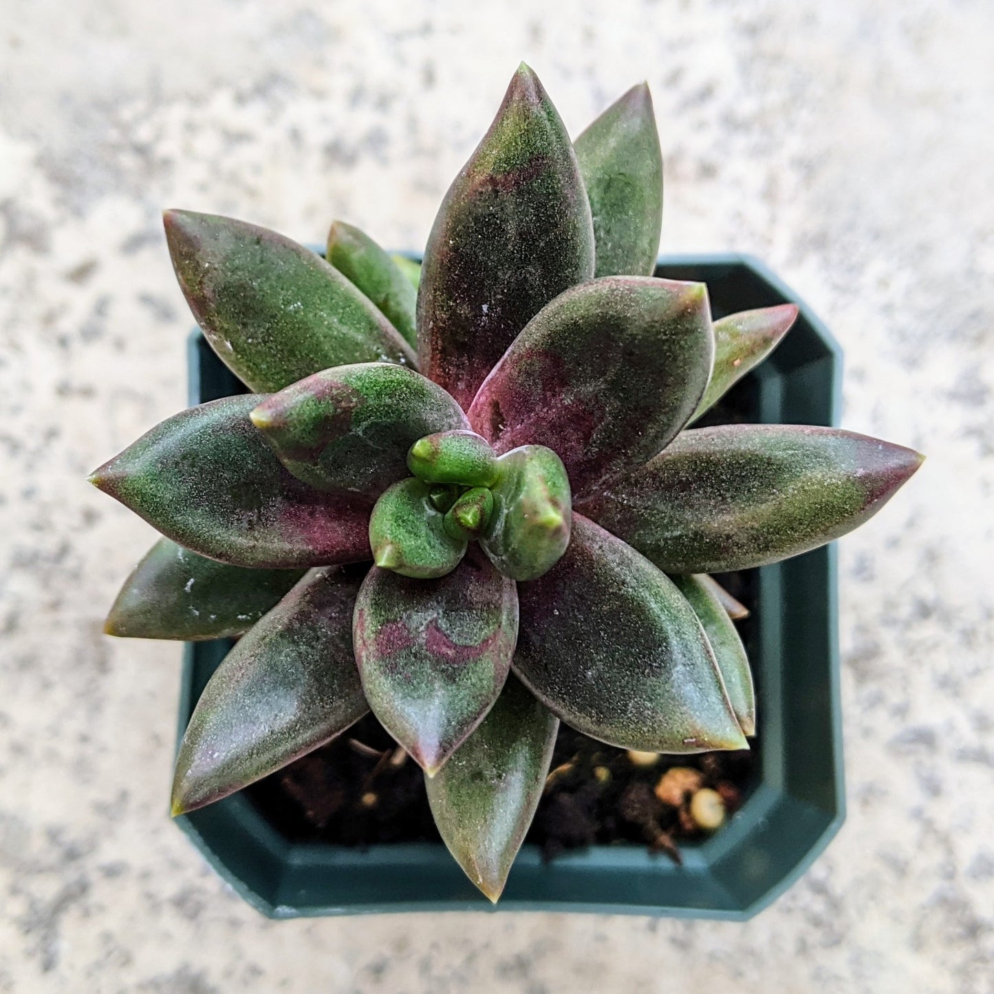 Pachyveria Izar