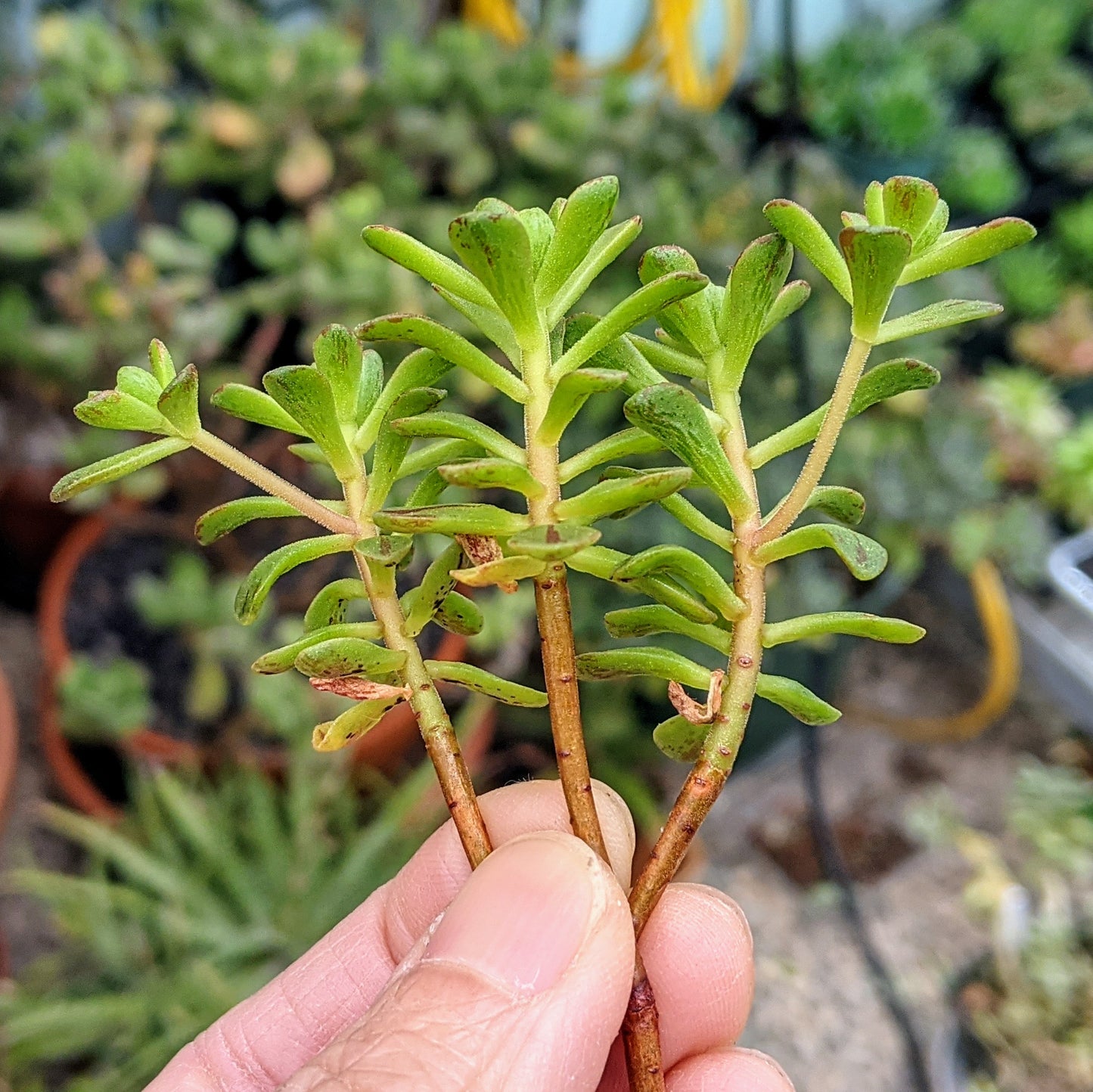 Aeonium Sedifolium