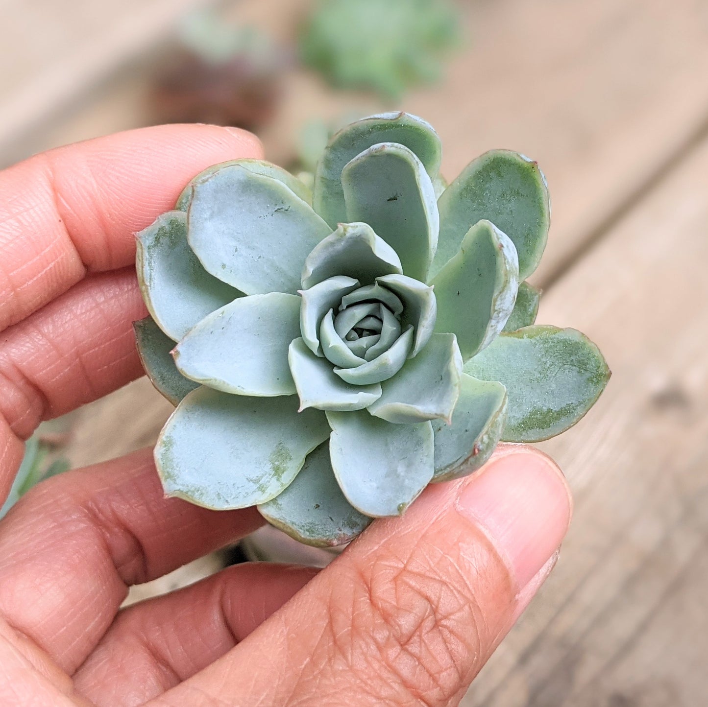 Echeveria Violet Queen