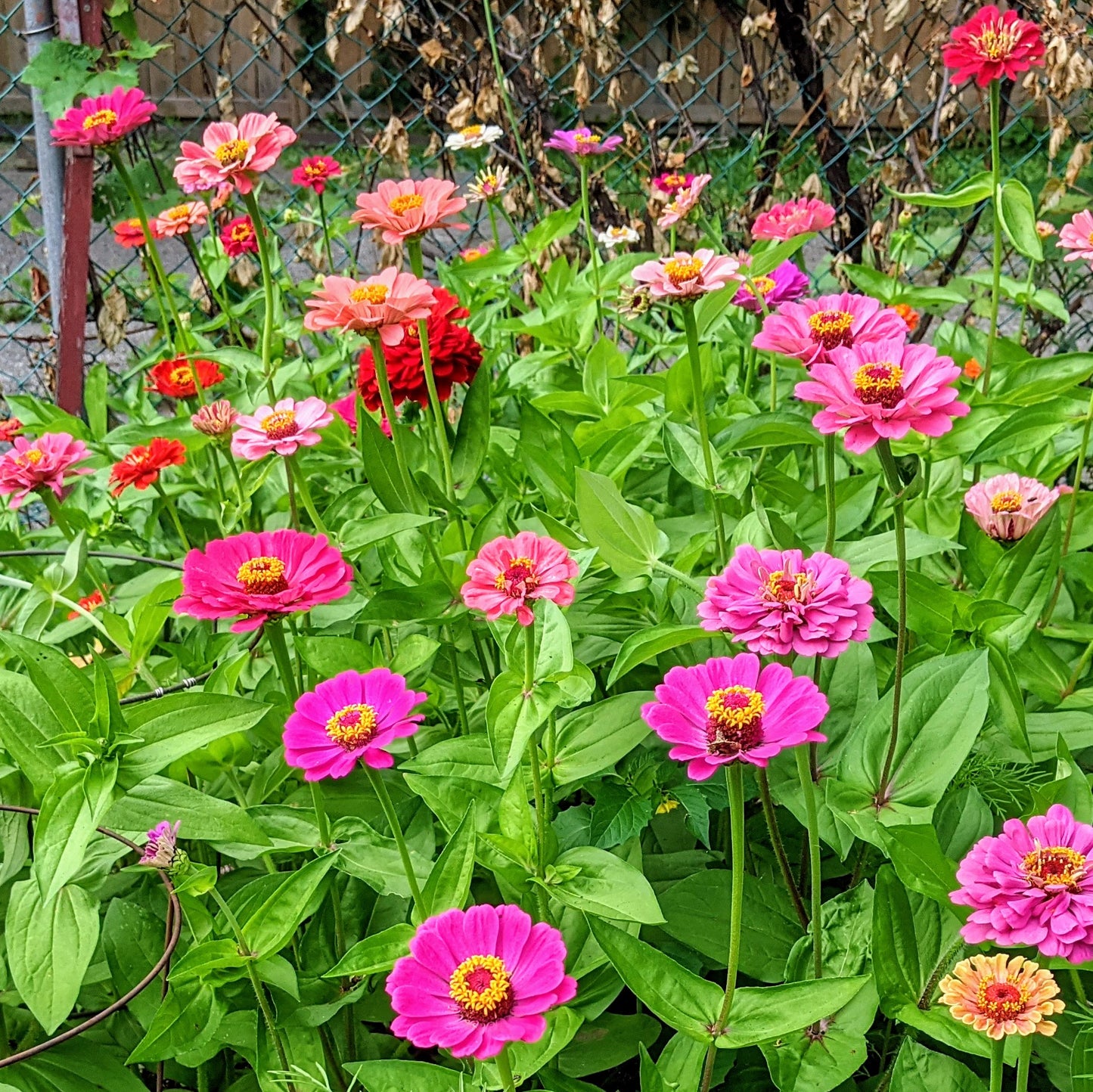 Zinnia