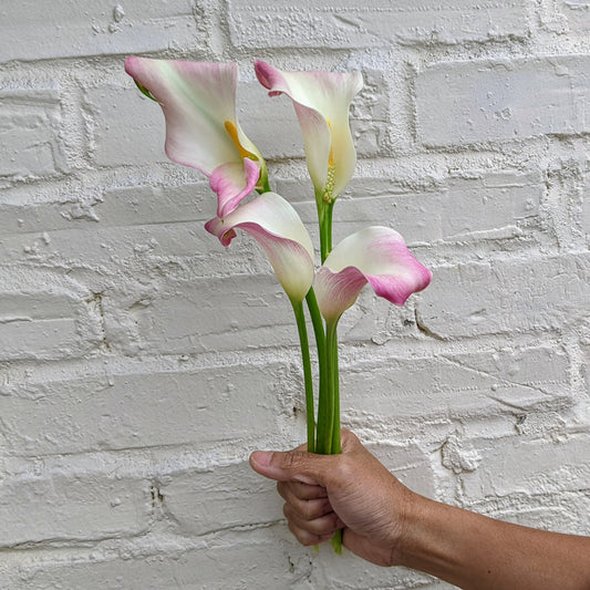 Blush Pink Calla Lily Bunches