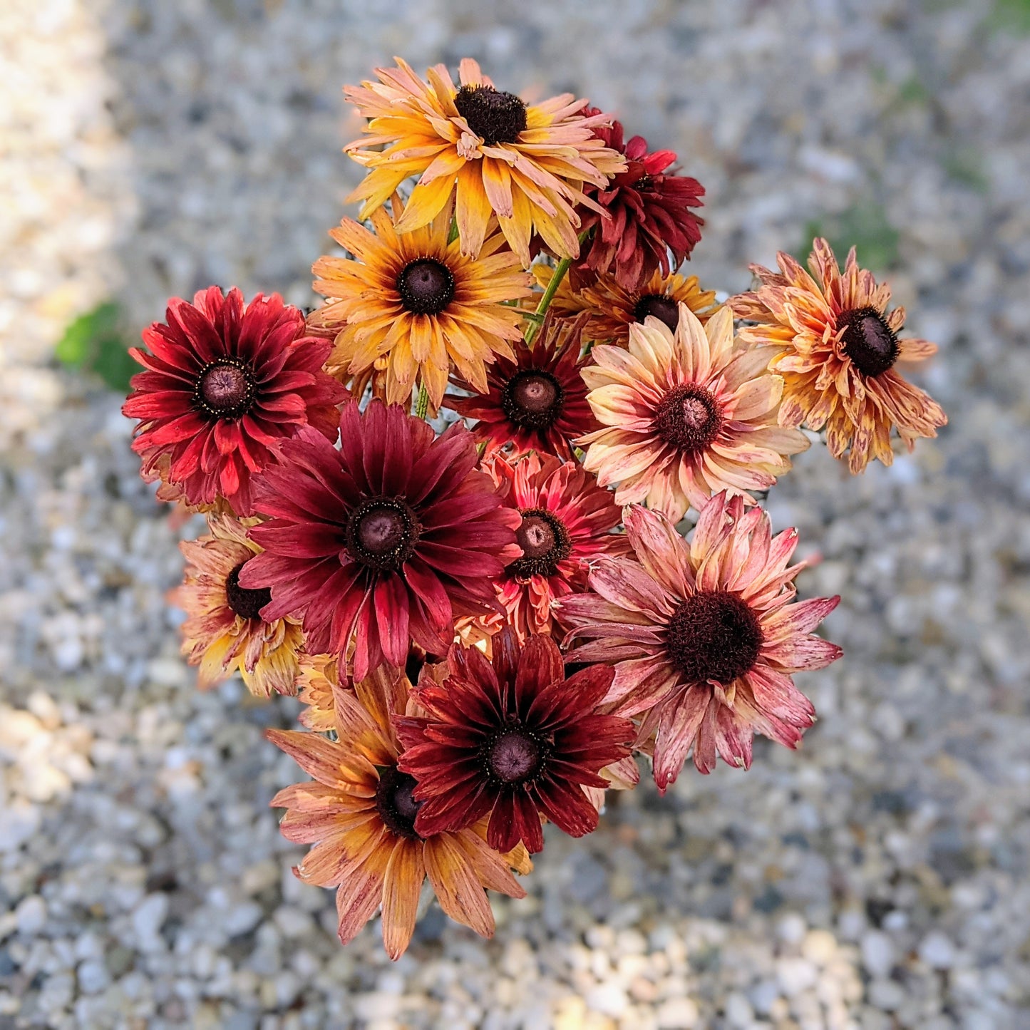 Rudbeckia Sahara