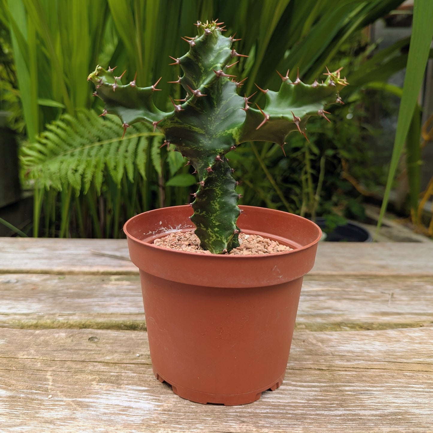 Euphorbia Tortilis