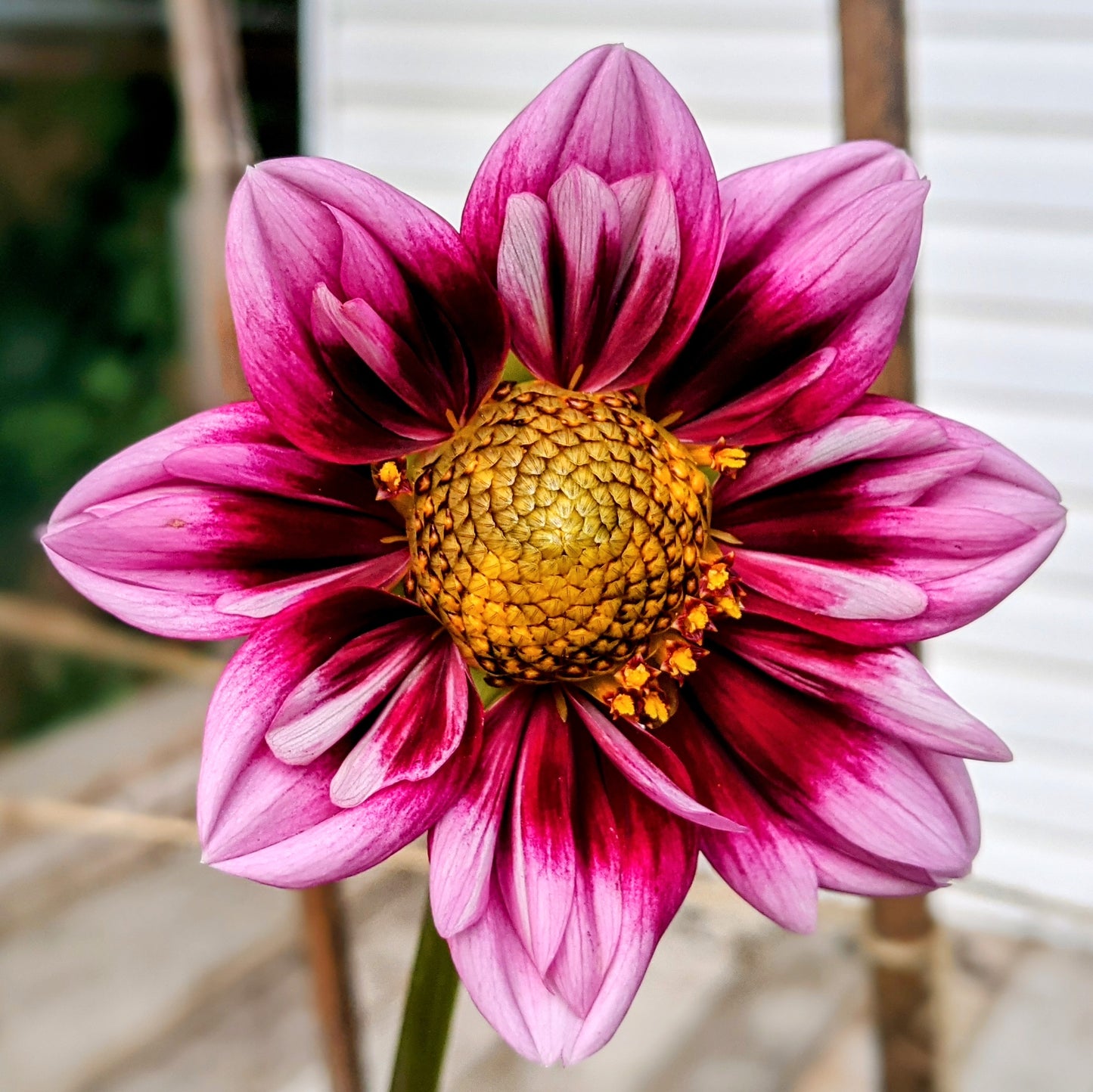 Dahlia