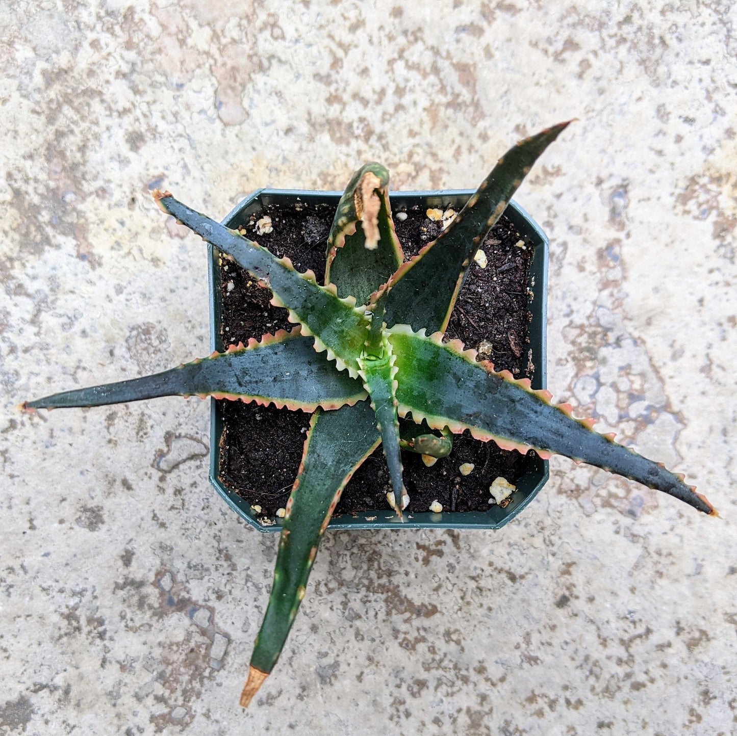 Aloe Species