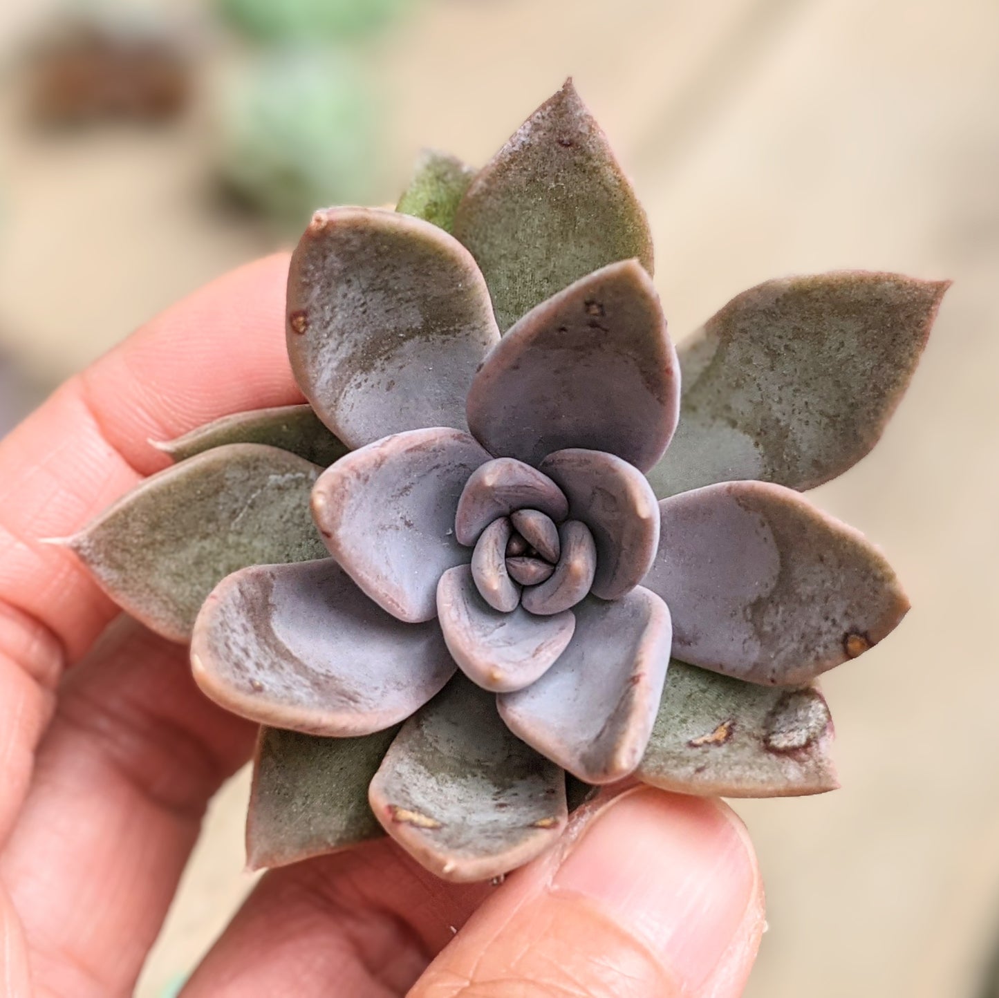 Echeveria Silver Queen