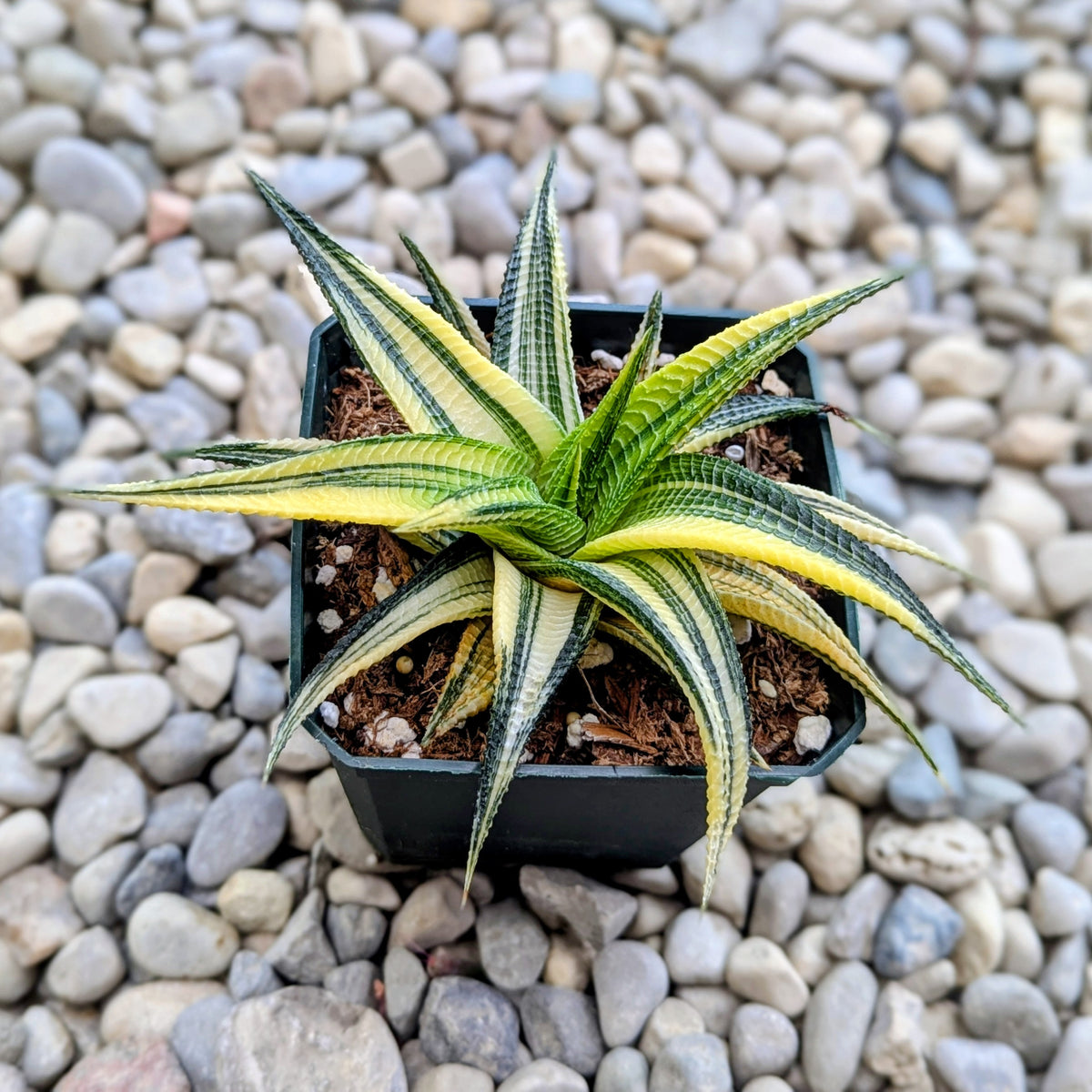 Haworthia Limifolia Variegated