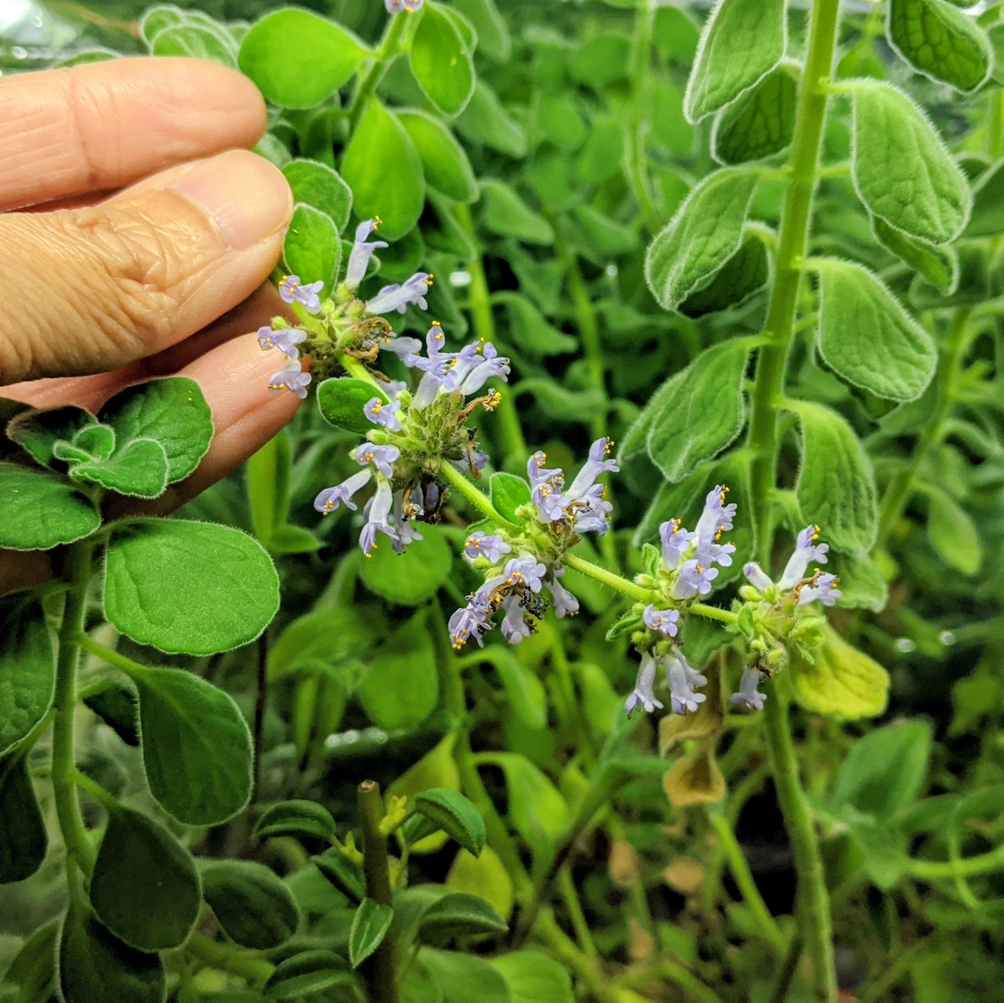 Plectranthus Coleoides 'Cerveza 'n Lime'