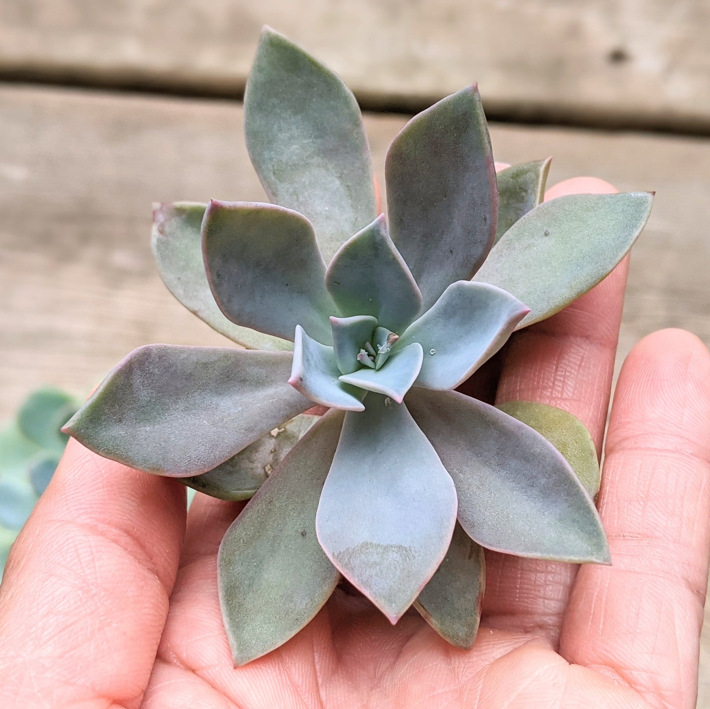 Graptoveria Douglas Huth