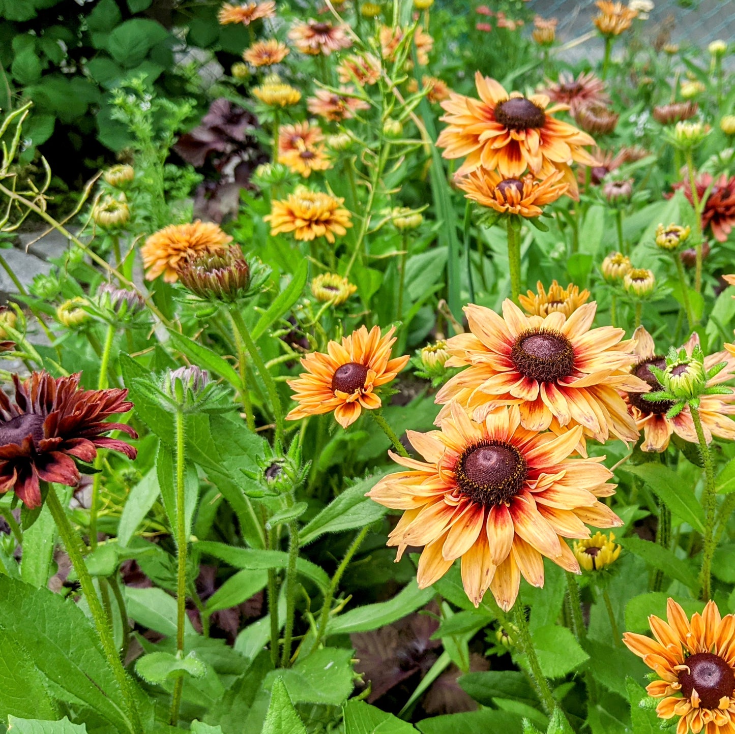 Rudbeckia Sahara