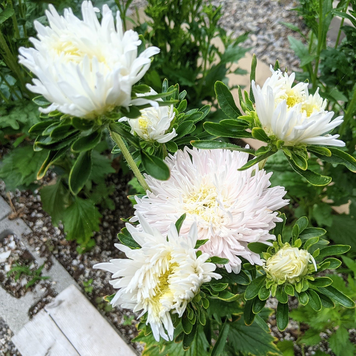 King Size Aster