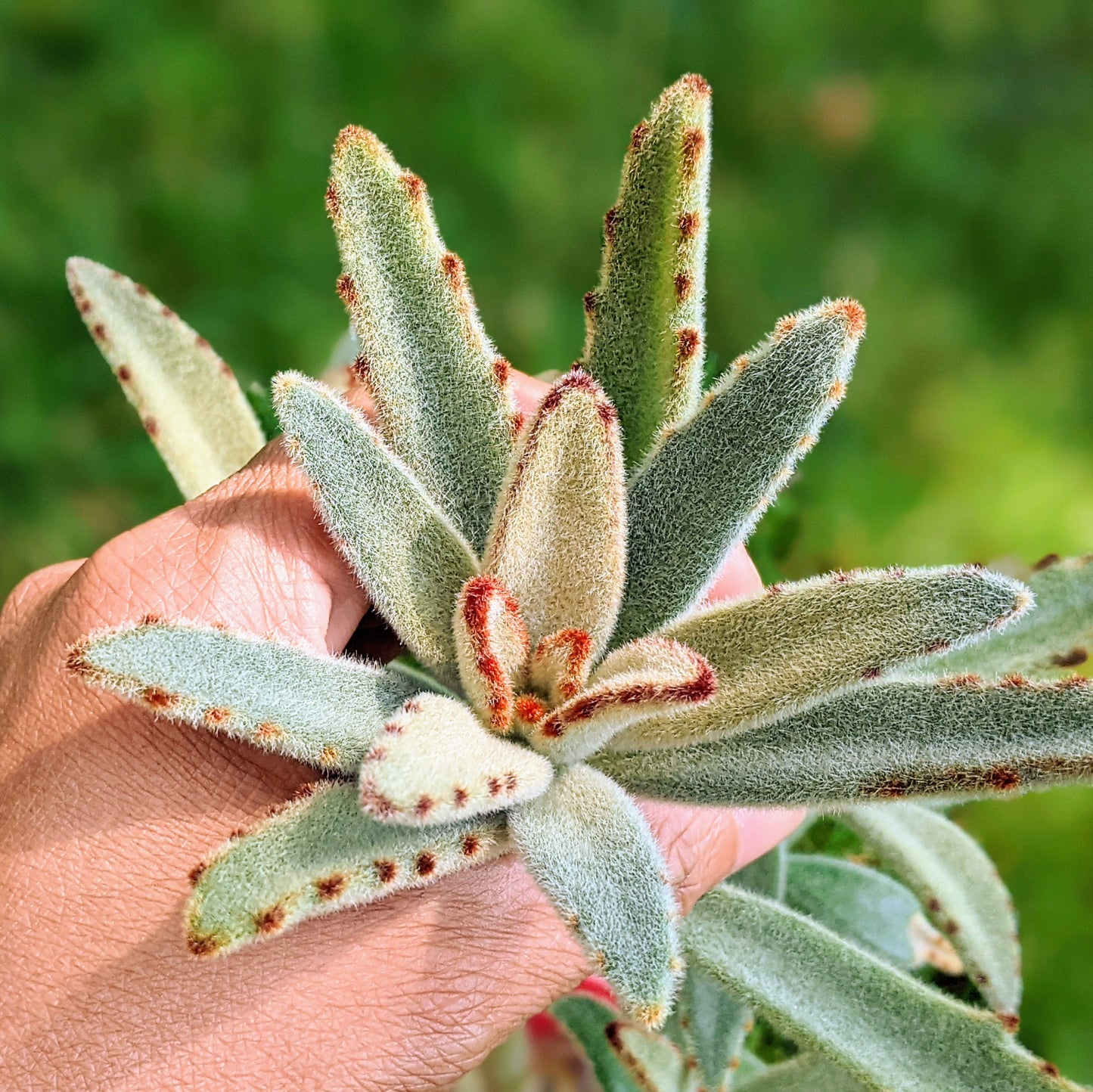 Kalanchoe Tomentosa "Panda Plant"