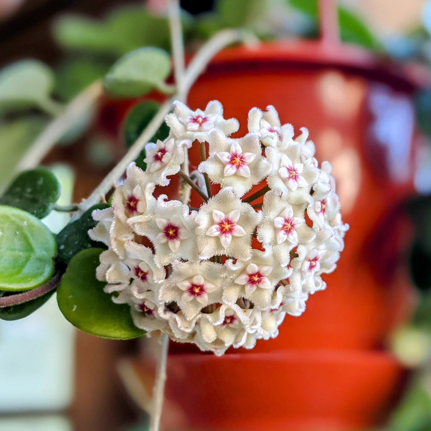 Hoya cv 'Mathilde'