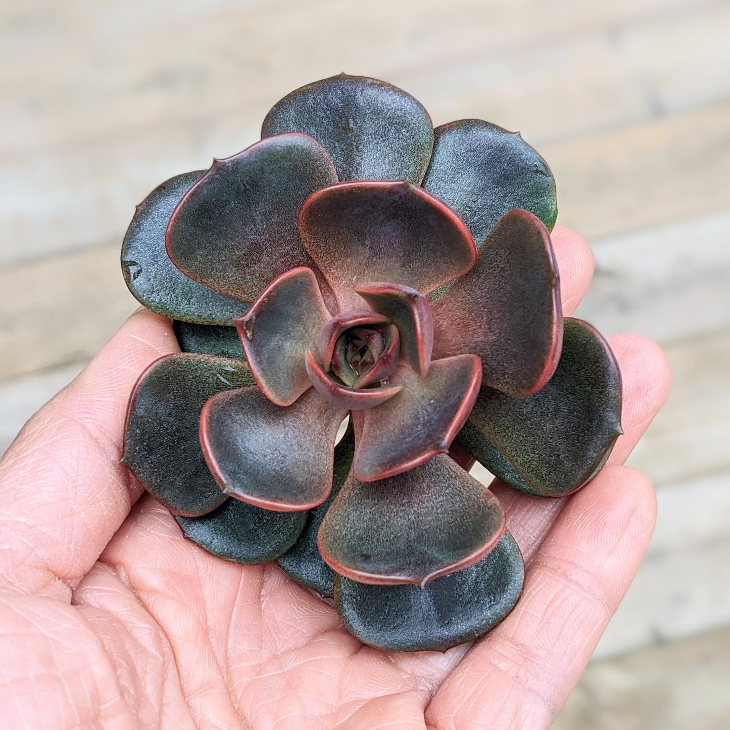 Echeveria 'Vampire Red Ball'