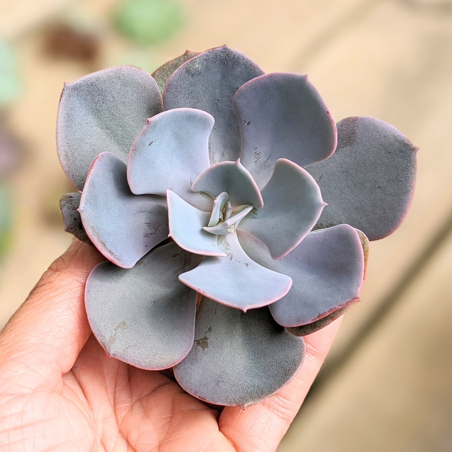 Echeveria Dusty Rose