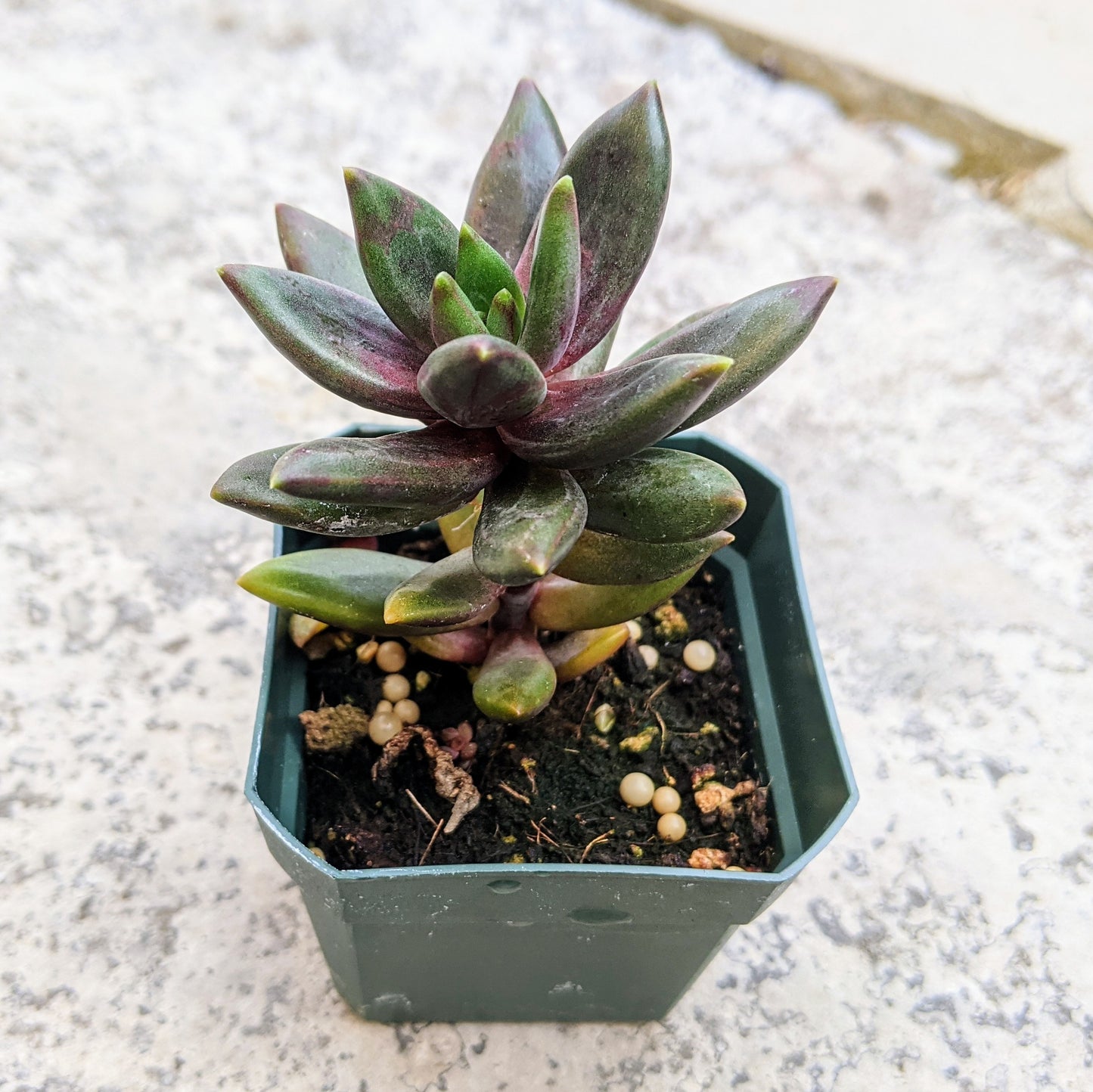 Pachyveria Izar