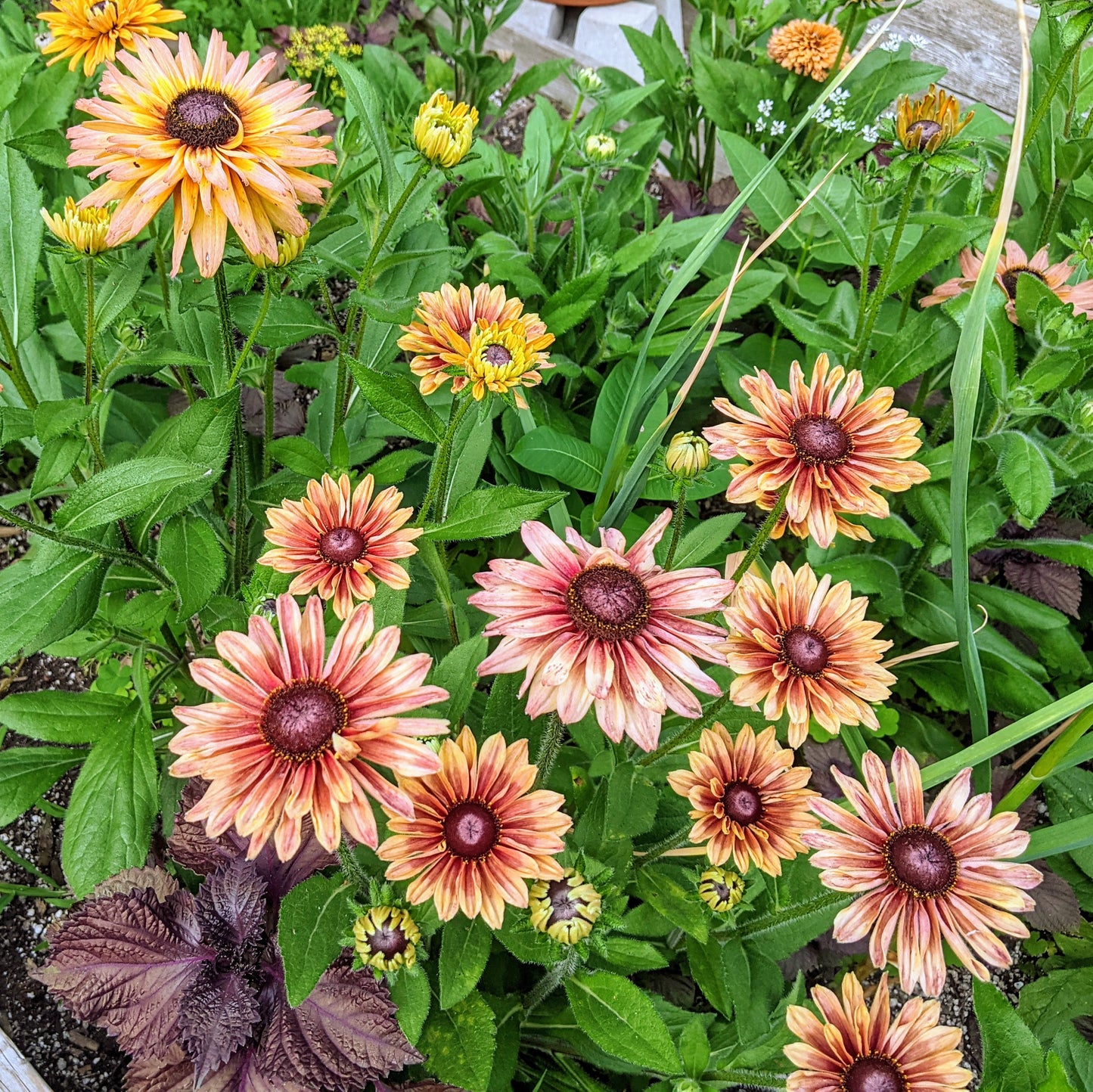 Rudbeckia Sahara
