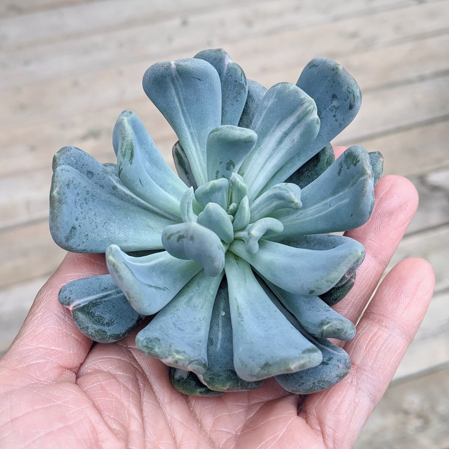 Echeveria Species 05 Variegated