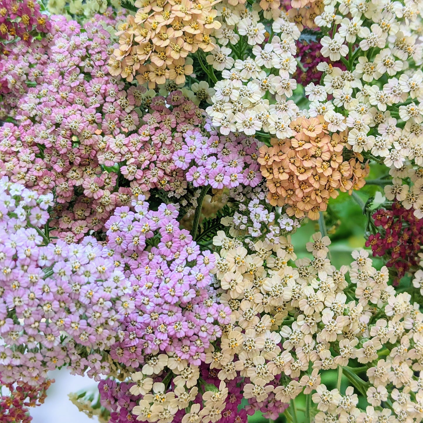 Yarrow (Pastel Colours)