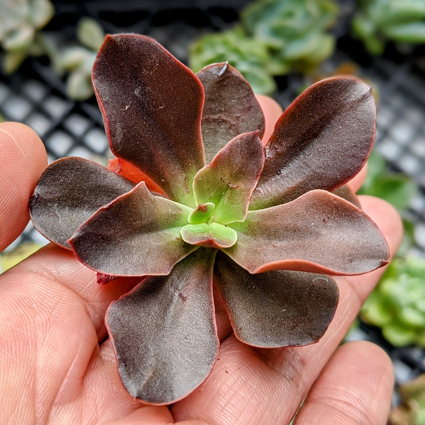 Echeveria Autumn Flame