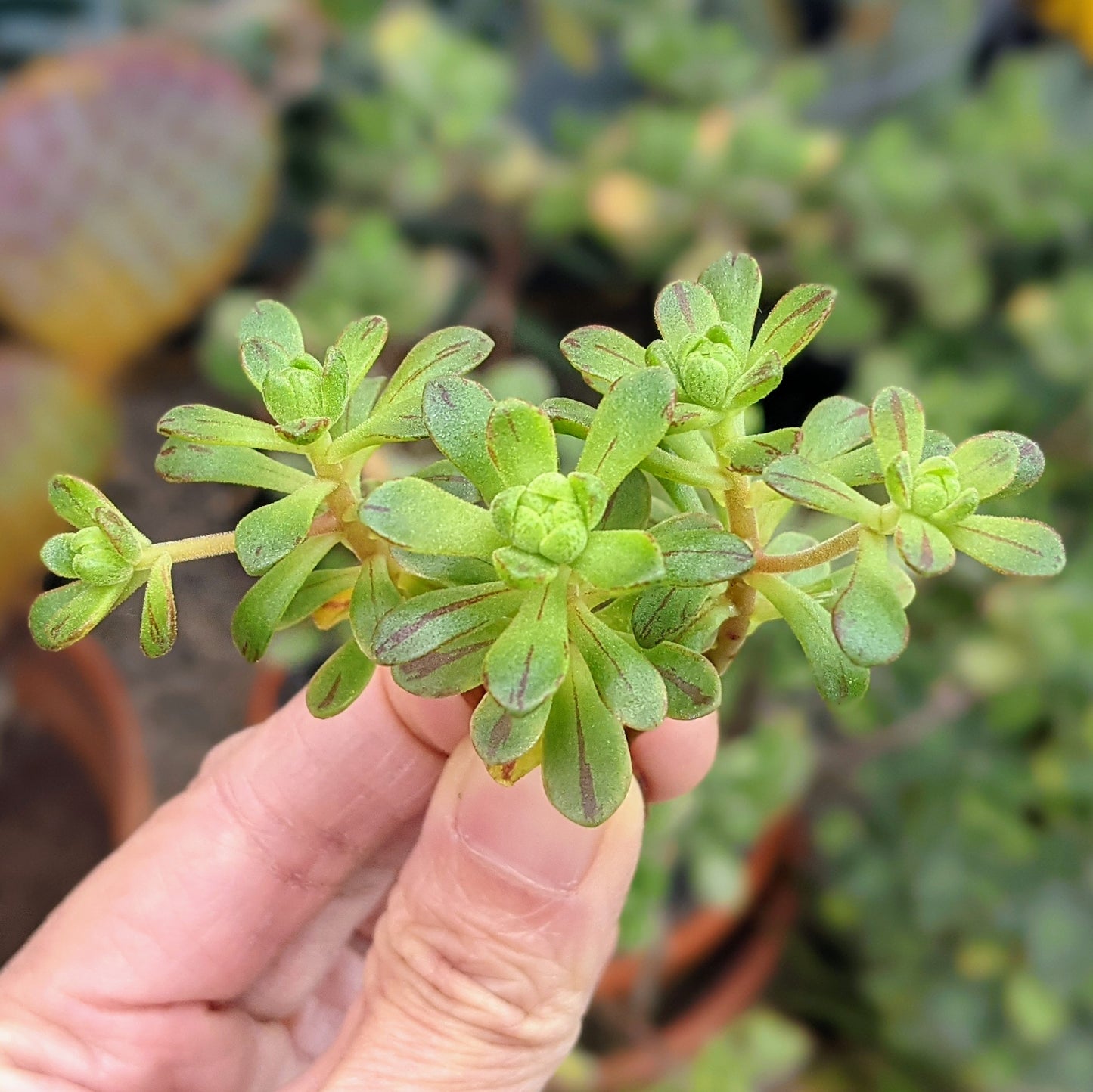 Aeonium Sedifolium